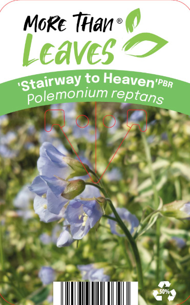 Ljuslila Polemonium Stairway to Heaven-blommor med gröna blad och produktetikett.
