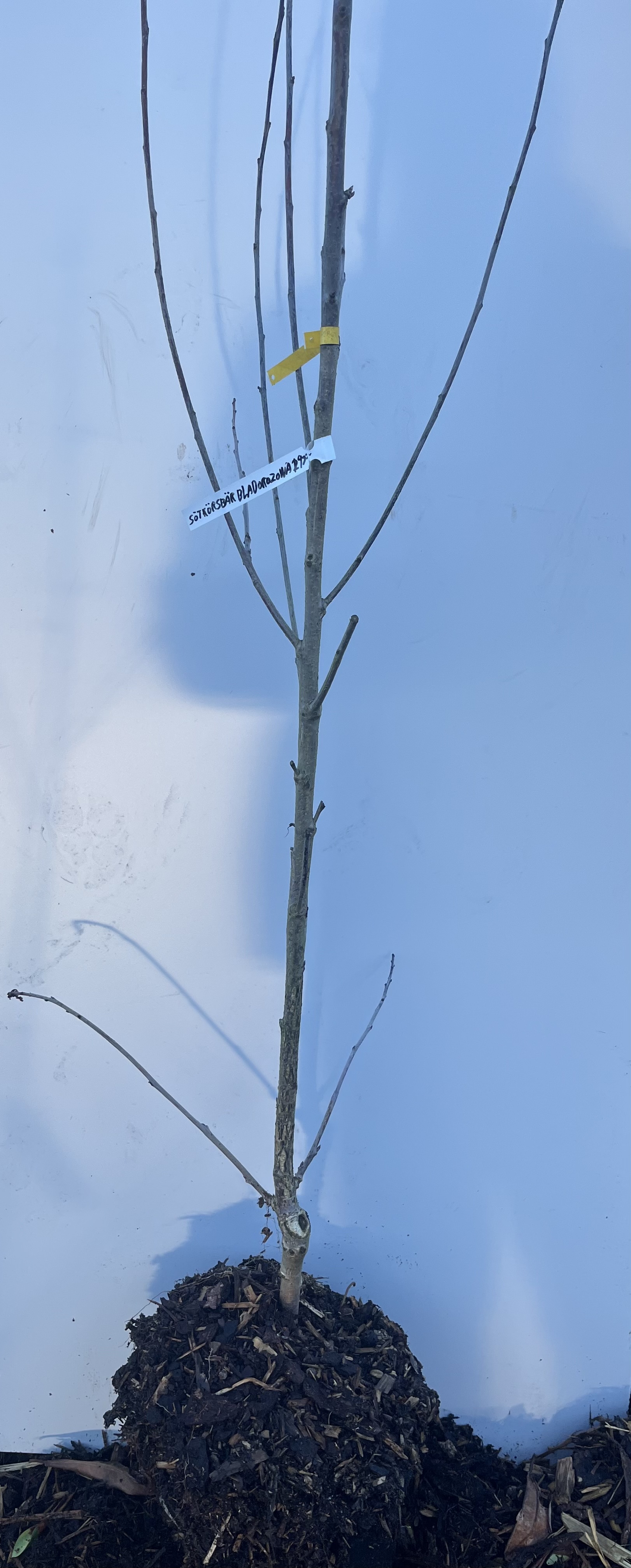 Sötkörsbär Bladoróżowa träd med rotklump och taggar, mot en ljusblå bakgrund.