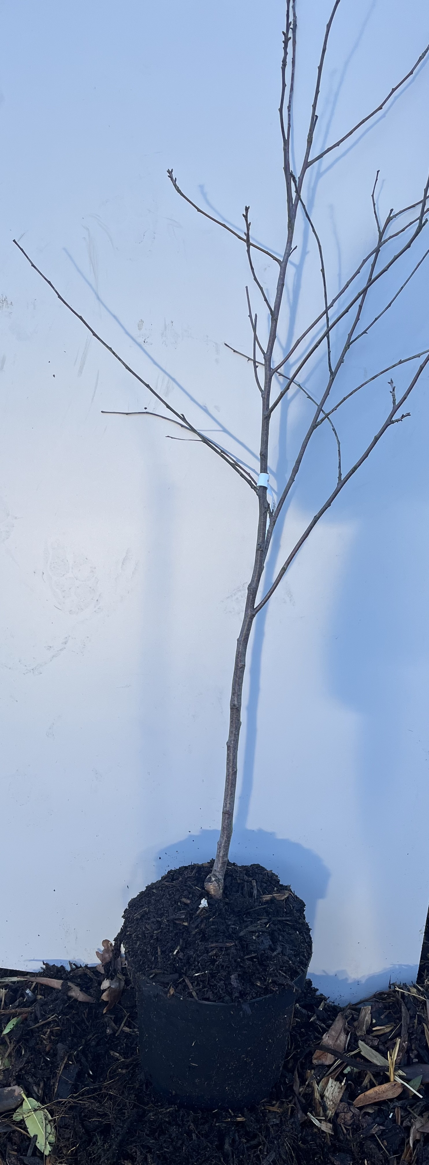 Surkörsbär Kelleris-splanta i svart kruka mot ljusblå bakgrund.