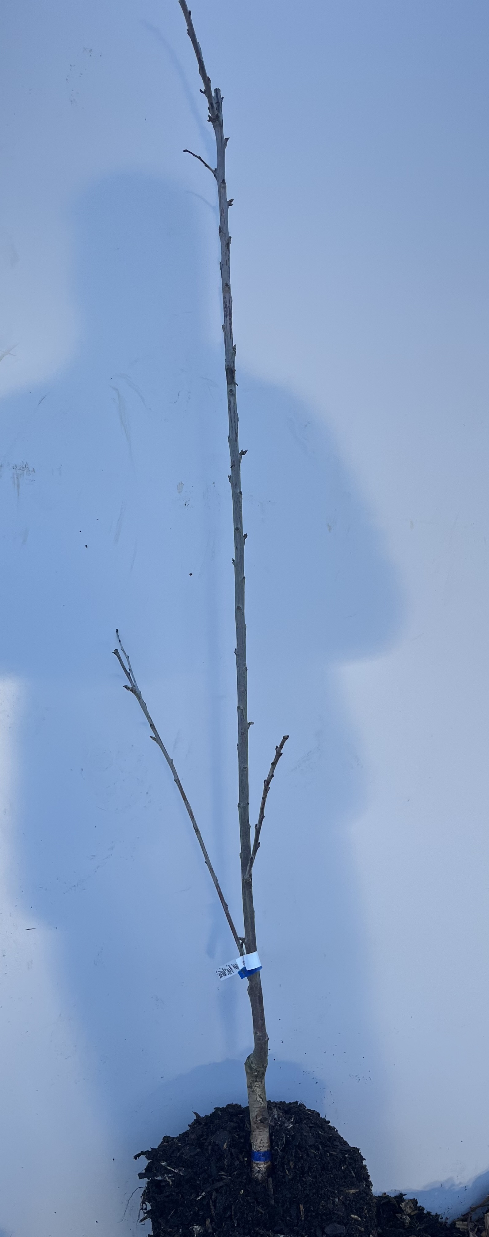 En ung Sötkörsbär Kunzego fruktträdsplanta med en blå etikett på en vit bakgrund.