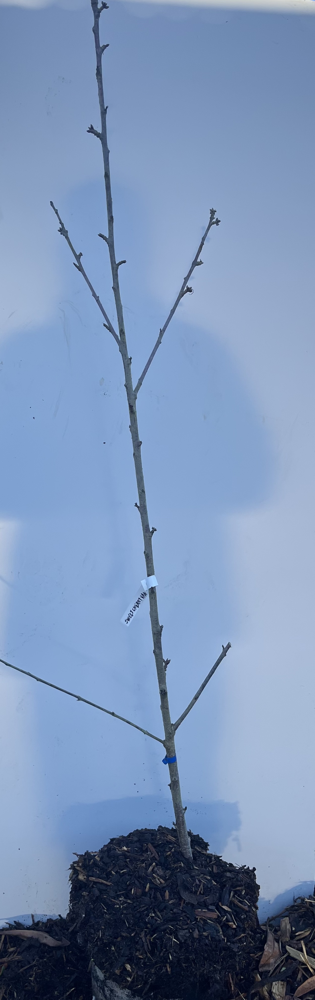 En ung Sötkörsbär Van-splanta planterad i jord mot en ljusblå bakgrund.