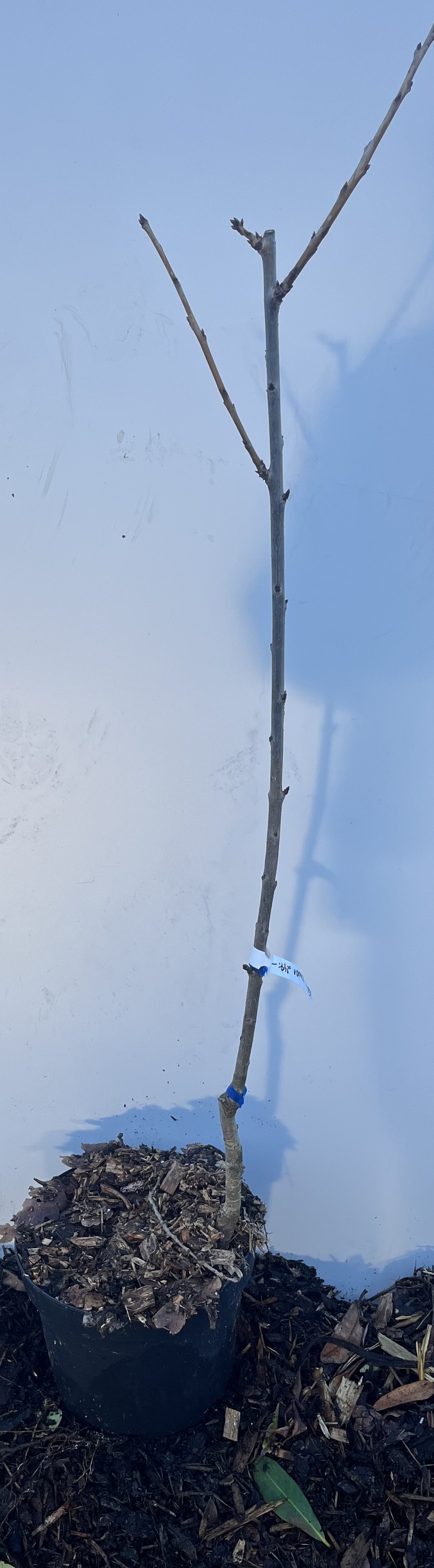 En Surkörsbär Wanda-planta i en svart kruka med barkmull, mot en slät bakgrund.