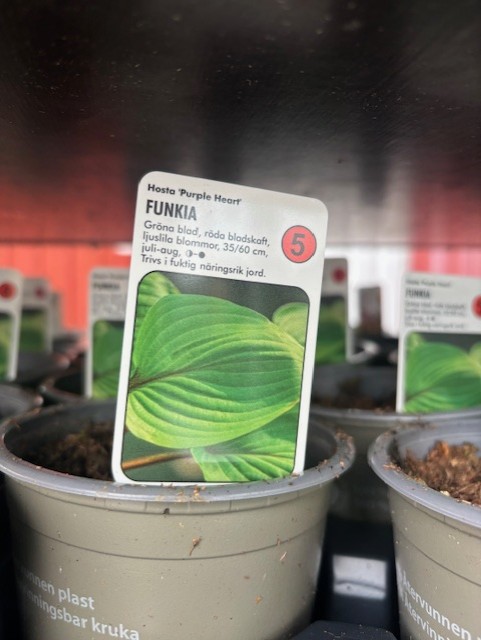 Växtetikett för Perenn 5 - Hosta PURPLE HEART i kruka, som visar ett grönt blad i närbild.