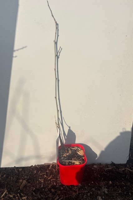 En Mullbär Red 2 med tunn stam i solljus, röd kruka mot en vit vägg.