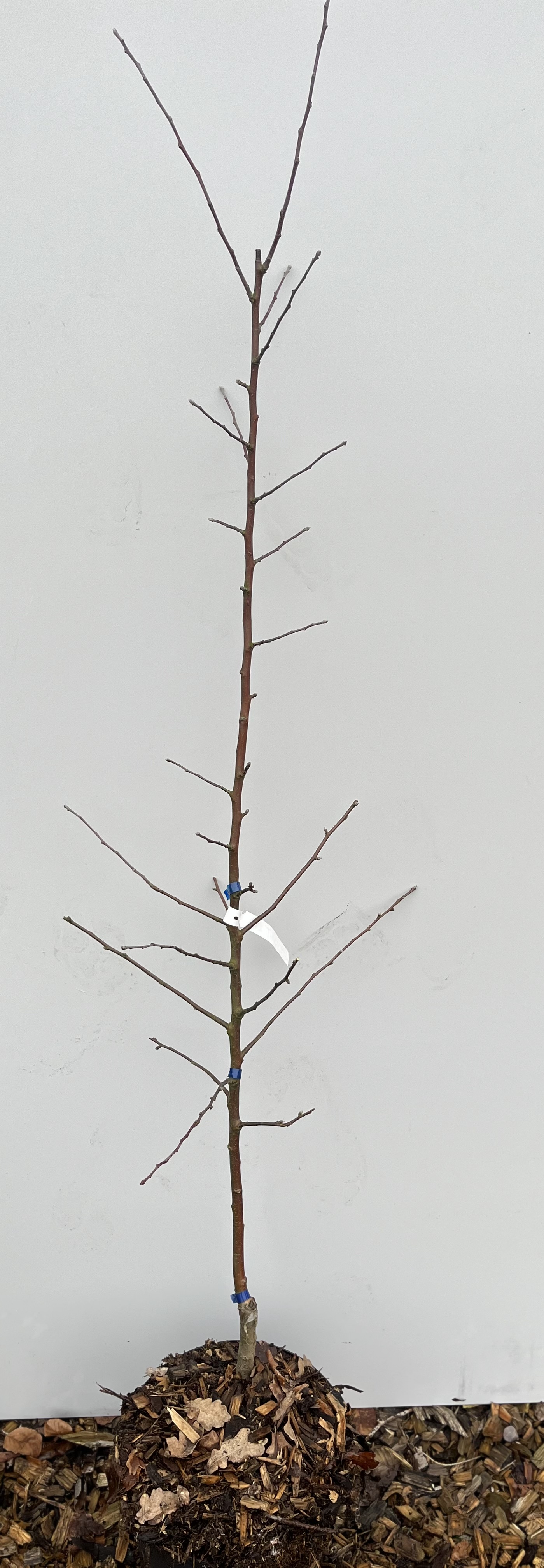 Ungt Äpple Reneta Muscat-träd med nakna grenar och vit etikett, mot slät bakgrund.