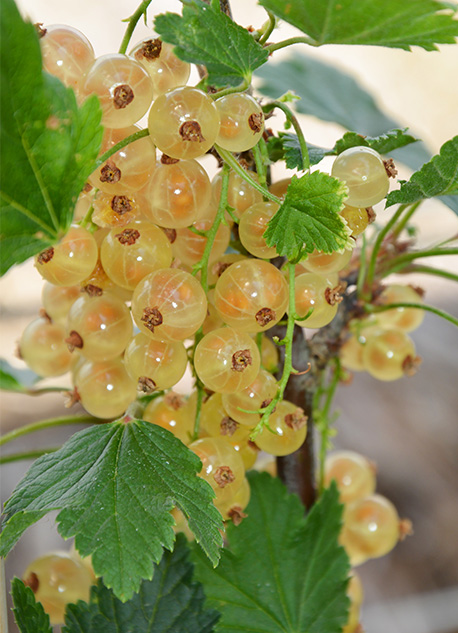 Kluster av Vita vinbär Witte Hollander gula vinbär med gröna blad på stjälken.