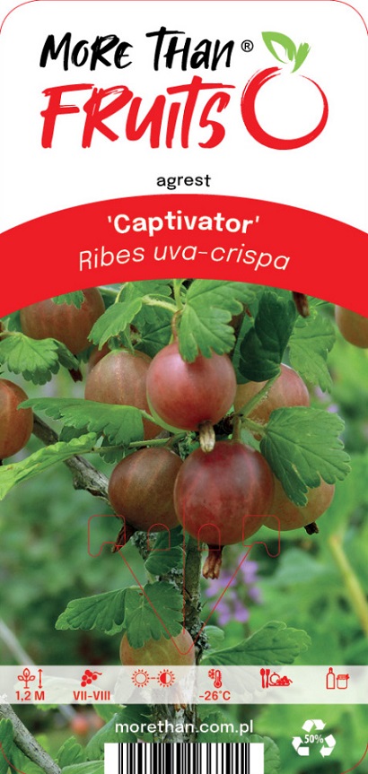 Krusbär rött Captivator växer på en gren med gröna blad, växtetikett medföljer.