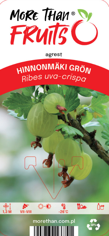Krusbär Hinnonmaki Gron gröna krusbär hänger på en gren med blad, More Than Fruits.