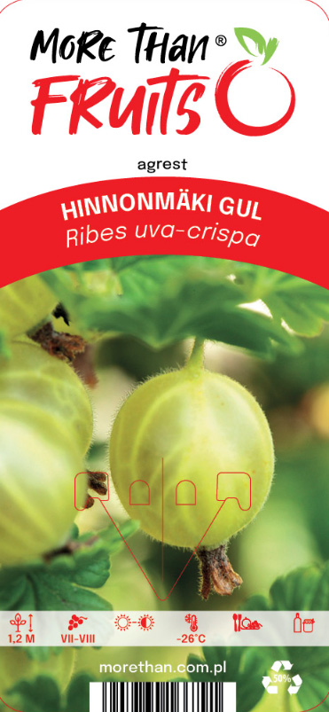 Närbild av Krusbär Hinnonmaki Gul, en gul krusbärssort, på plantan.