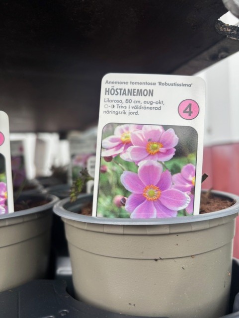 Perenn 4 - Anemone Tomentosa ROBUSTISSIMA krukväxt med skötselråd medföljer.