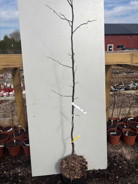 Kvitten Ronda ungt barrträd i kruka, upprätt mot en vit tavla på plantskolan.