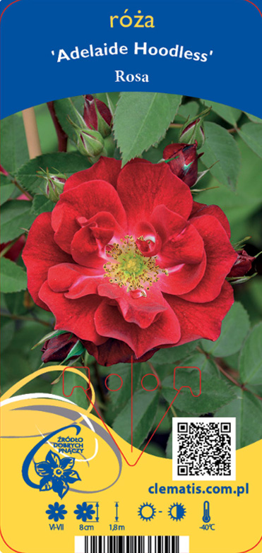 Ros Adelaide Hoodless rose med ljusröda blommor, gröna blad och rosenknoppar i bakgrunden.