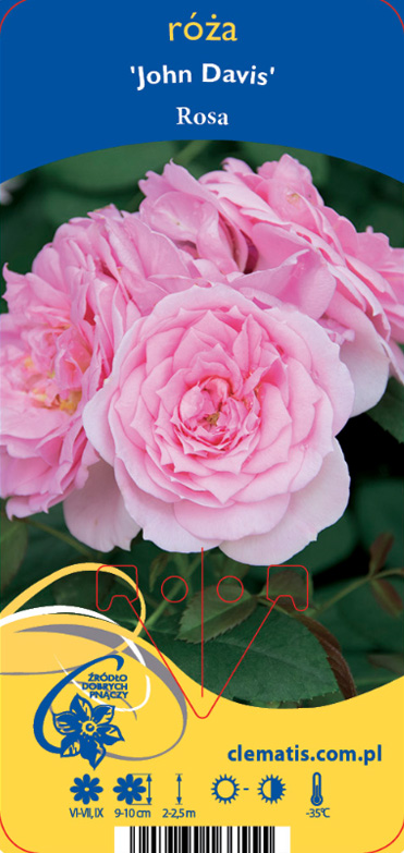 Närbild av Ros John Davis rosa blommor med gröna blad i bakgrunden.