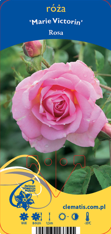 Ros Marie Victorin i blom med gröna blad och vattendroppar.