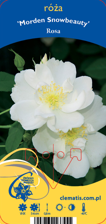 Ros Morden Snowbeauty: vita rosblommor med gul mitt och grönt bladverk i bakgrunden.