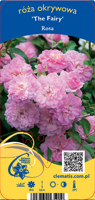 Kluster av ljusrosa Ros The Fairy-rosor med gröna blad i bakgrunden.