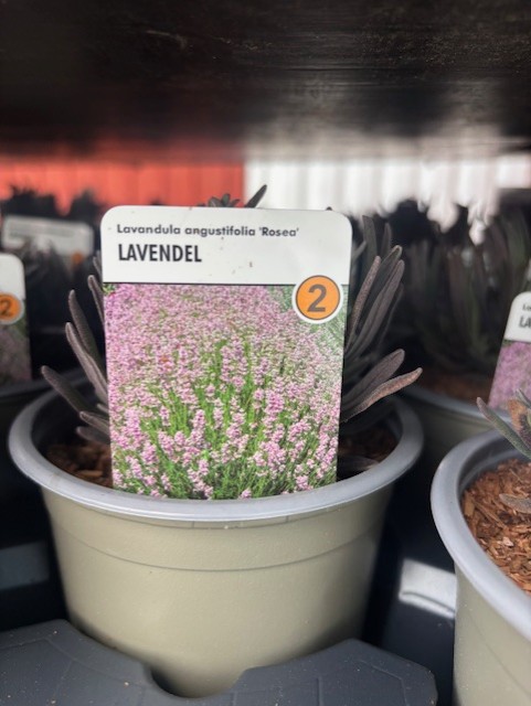 Krukväxt Perenn 2 - Lavandula angustifolia ROSEA med en etikett som visar blommande blommor.