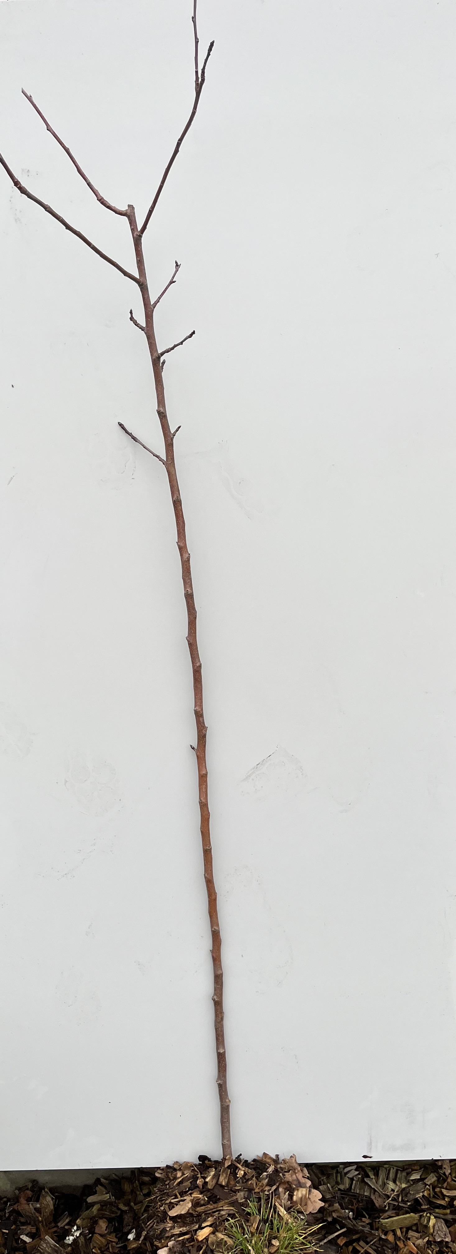 En gren av Purpurapel Rubin står upprätt mot en vit bakgrund och marktäckning.