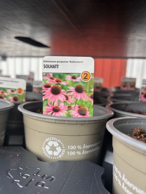 En kruka märkt "Perenn 2- Echinacea Purpurea RUBINSTERN" med rosa echinaceablommor.