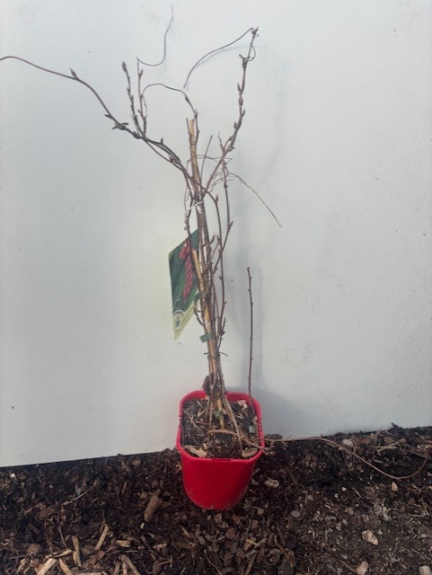 En bar Fjärilsranka Sadova NO 1 i en liten röd kruka mot en vit bakgrund.