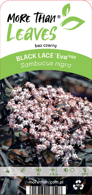 Purpur fläder Black Lace har rosa blomklasar och mörka, spetsiga blad.
