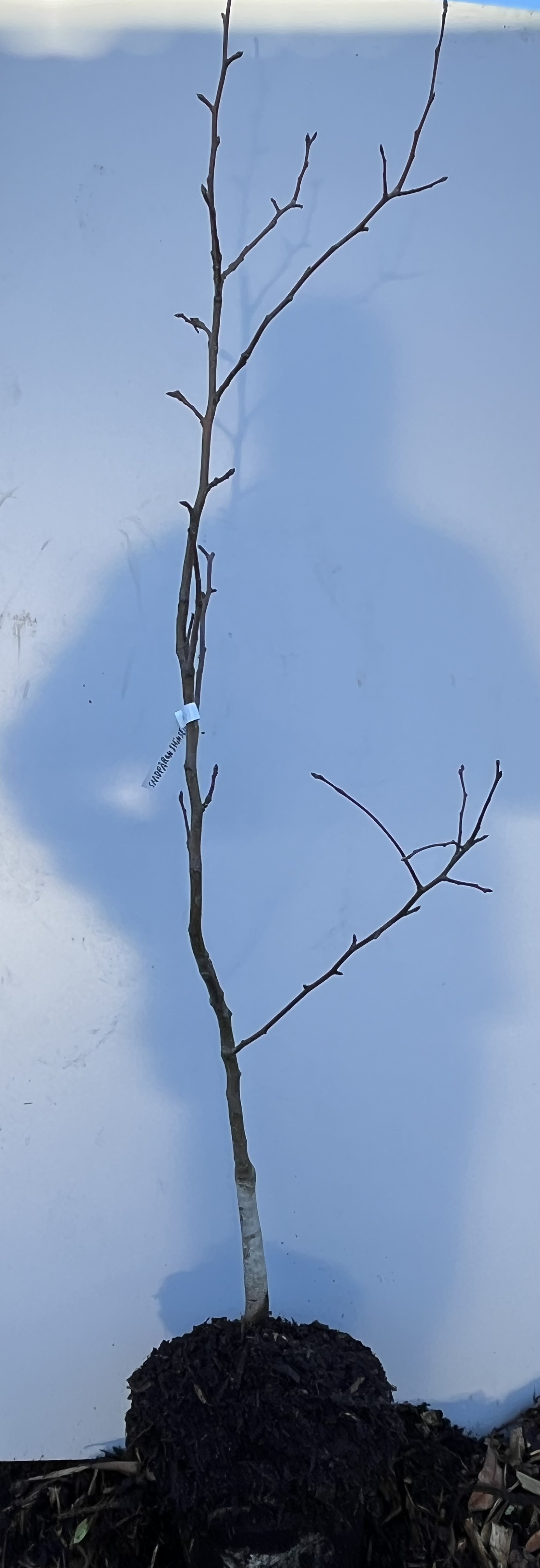 En bladlös Sandpäron Shinseiki-planta står mot en ljusblå bakgrund.