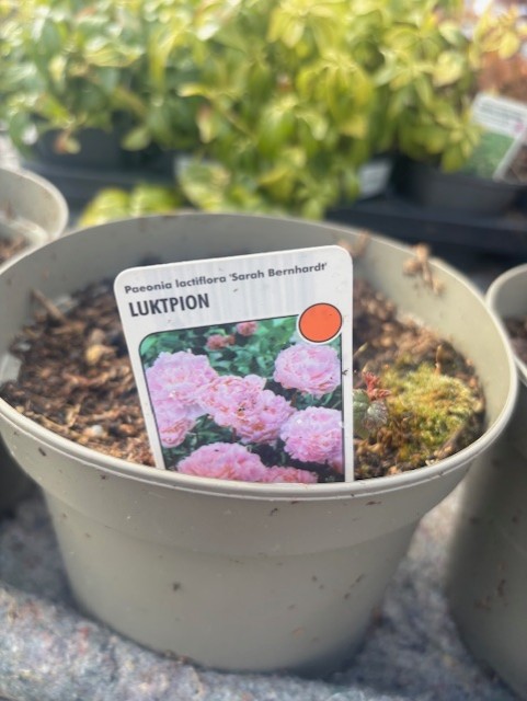 En kruka märkt Perenn stor röd - Luktpion SARAH BERNHARDT med rosa pioner.