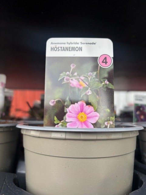 Perenn 4 - Anemone Hybrida SERENADE med etikett som visar rosa blommor och skötselråd.