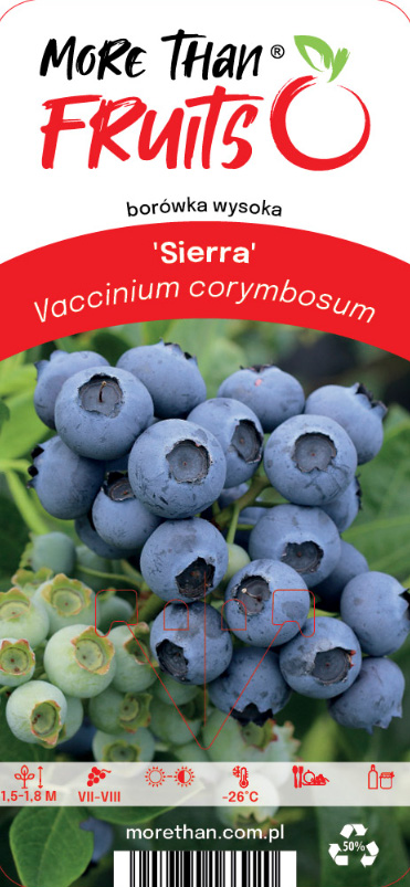 Närbild på Amerikanskt Blåbär Sierra blåbär med produktinformation över och under bilden.