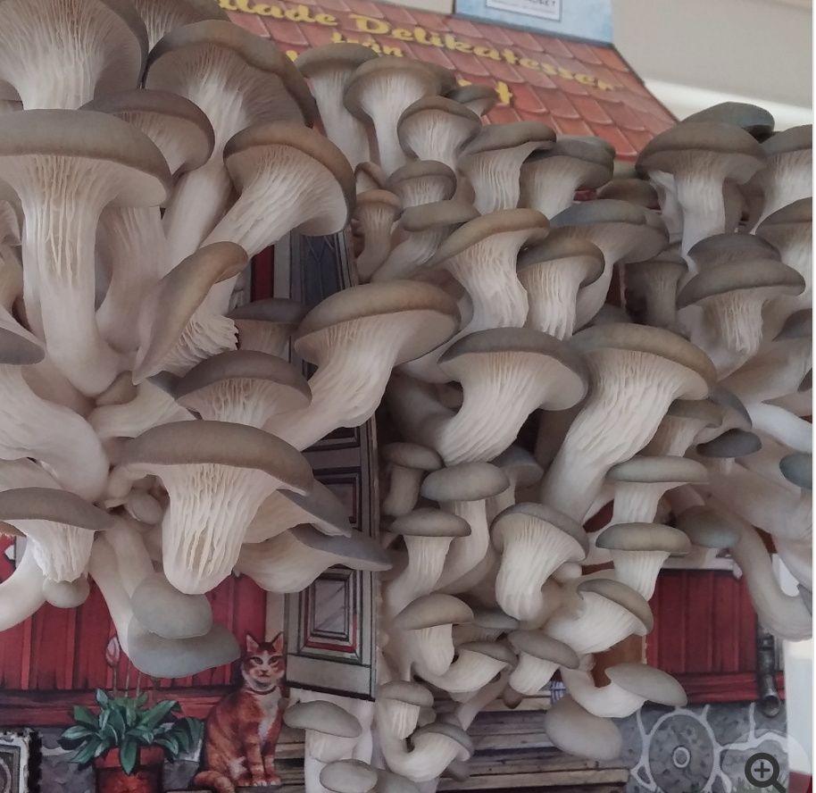 Grå ostronskivling svampar växer framför en Svamphuset-låda med kattmotiv.