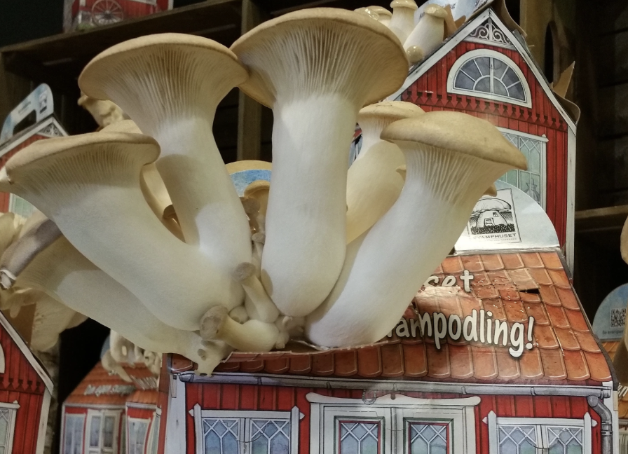 Svamphuset kungsmussling: Kungsostronskivling som växer från en dekorativ låda med husmotiv.