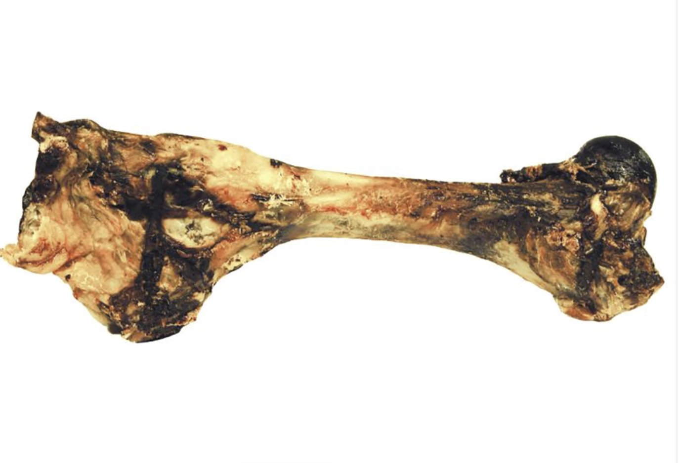 Oxben XL 30cm Sjöbogården: stort, vittrat djurben med lite kött och vävnad kvar.