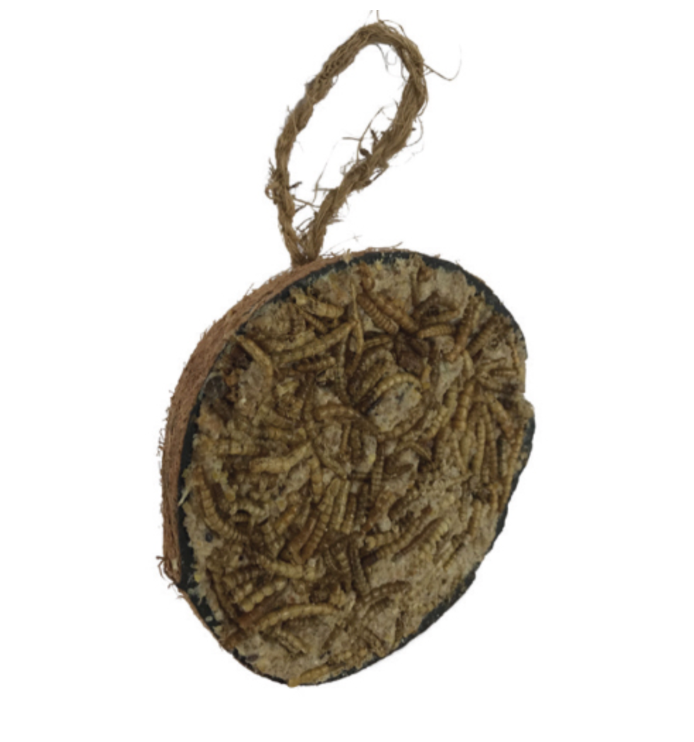 EN HOBBY FIRST fågelmatare i kokosnöt med torkade mjölmaskar, upphängd i en snörögla.