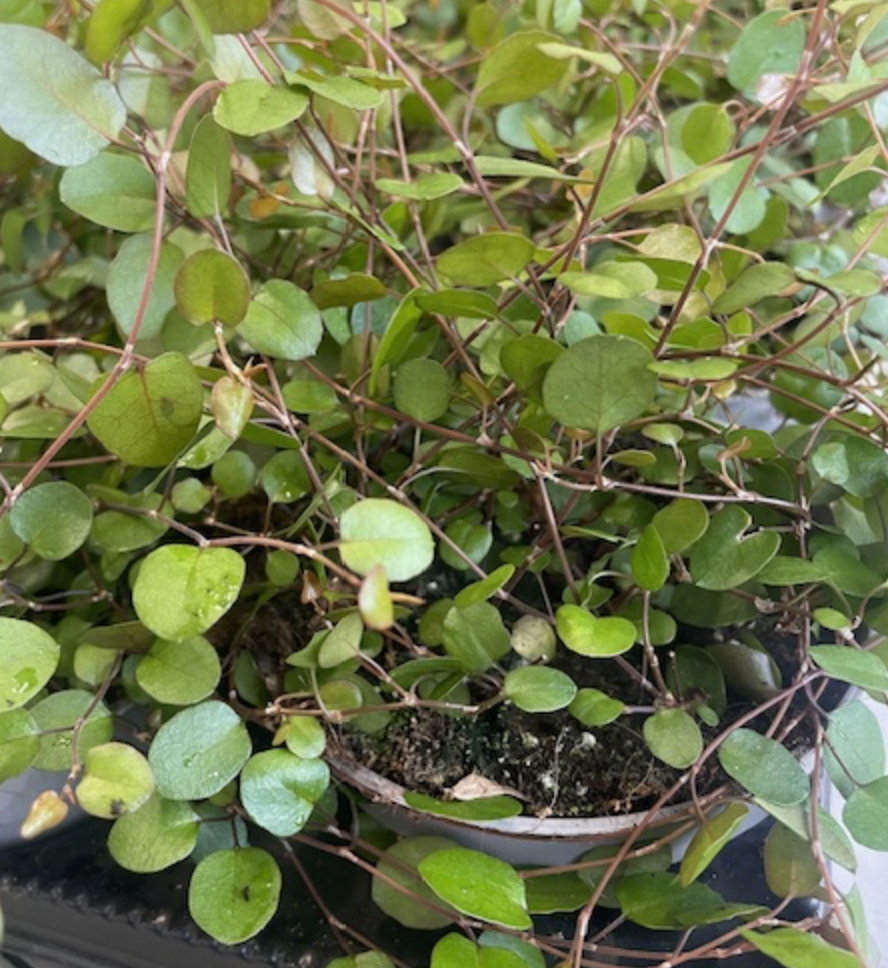 En Muehlenbeckia med många små, runda gröna blad och tunna, rödaktiga stjälkar.