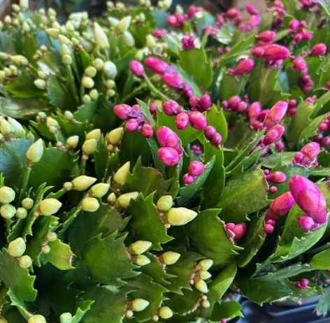 Gröna blad med kluster av rosa och gula Novemberkaktus-blomknoppar, vissa börjar blomma.