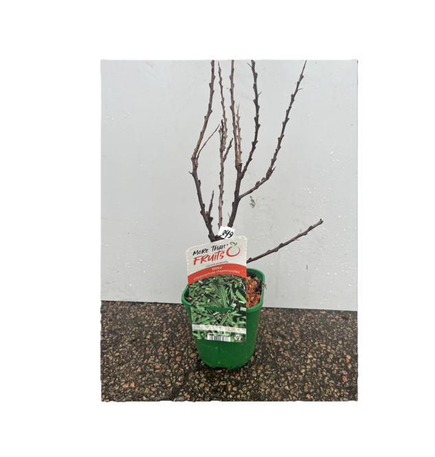 Havtorn Otto: Liten krukväxt med kala grenar i en grön behållare på golvet.