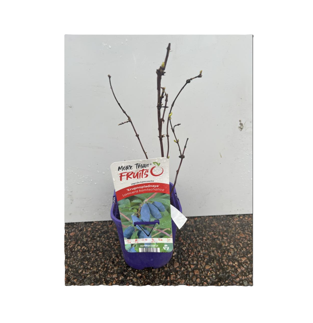 Blåbärstry Krupnoplodnaja i kruka med kala grenar och etikett med blå frukt.