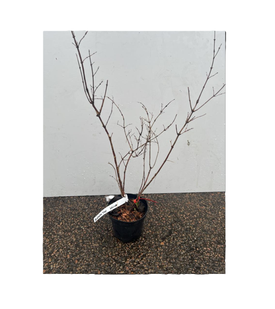 Blåbärstry Zojka krukväxt med tunna grenar mot en enfärgad vit bakgrund.