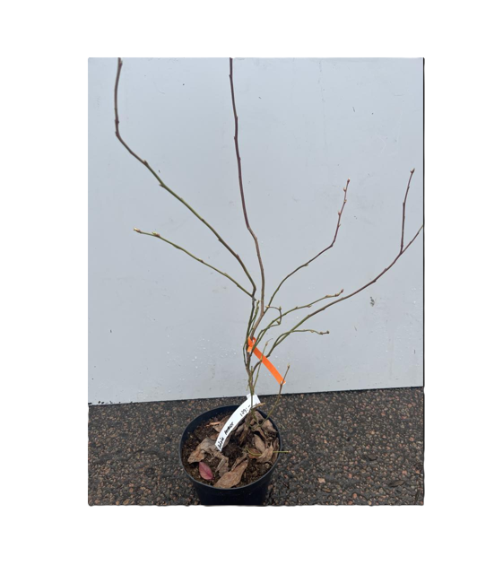 En naken Amerikanskt Blåbär Patriot-anläggning med vit etikett och orange markering på en grå yta.