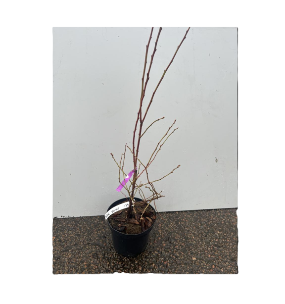 Amerikanskt Blåbär Elliot i en liten kruka, utställd på en spräcklig yta med vit bakgrund.