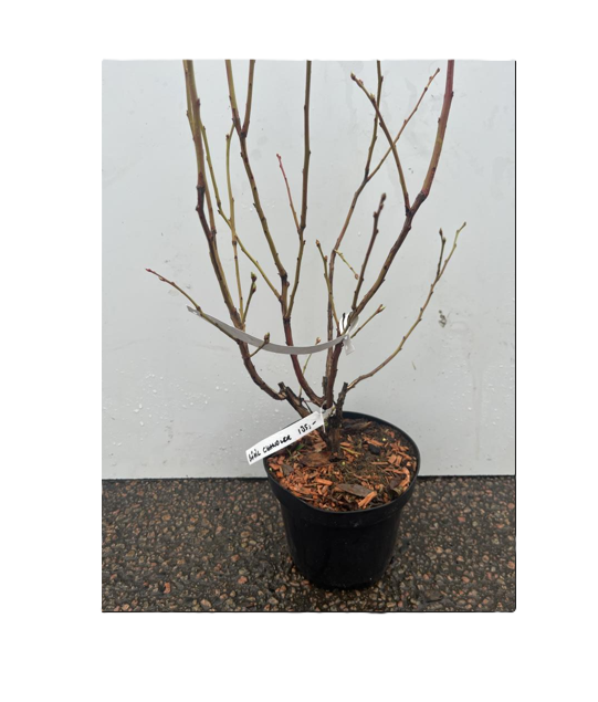 Amerikansk Blåbär Chandler-växt i kruka med vit etikett på stammen.