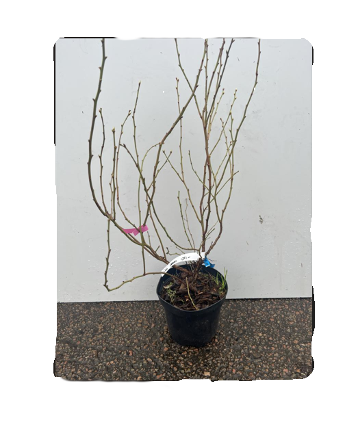 Amerikanskt Blåbär Jersey krukväxt med taggar på en spräcklig yta, vit bakgrund.