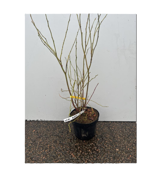 En liten Amerikanskt Blåbär Bluejay-växt med kala grenar mot en vit bakgrund.