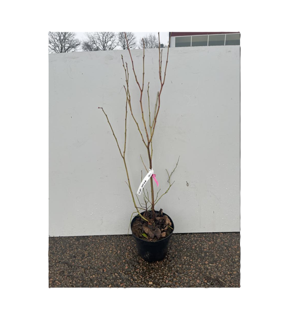 Amerikanskt Blåbär Lateblue växt med tunna grenar i kruka, mot en enfärgad vit bakgrund.