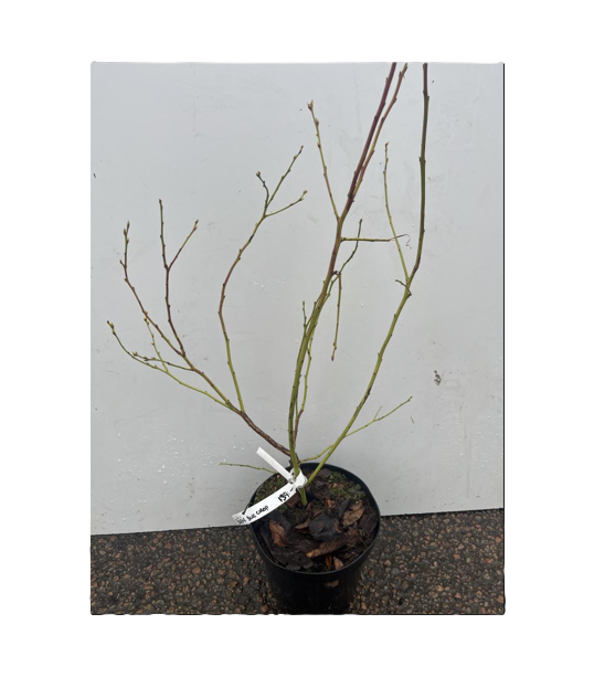 Amerikanskt Blåbär Blucrop krukväxt med etikett mot en vit bakgrund.