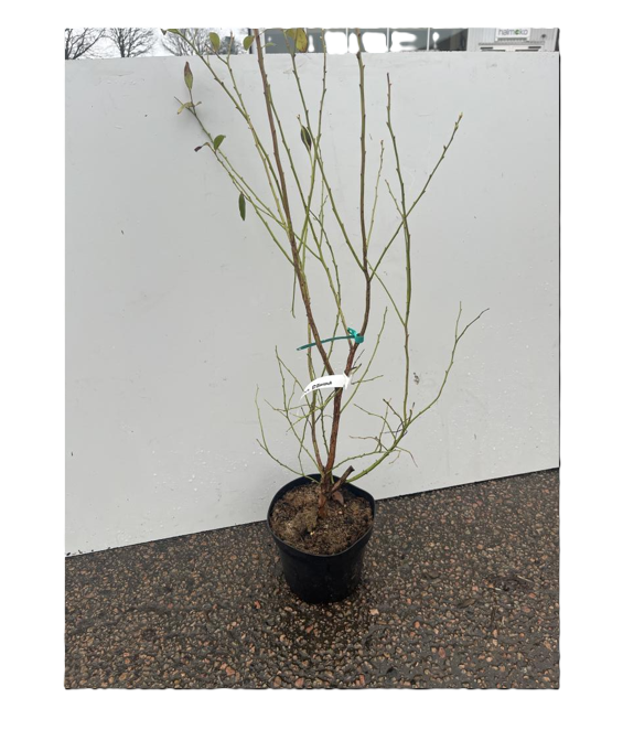 Amerikanskt Blåbär Pink Lemonade med tunna, bladlösa grenar mot en våt vit bakgrund.