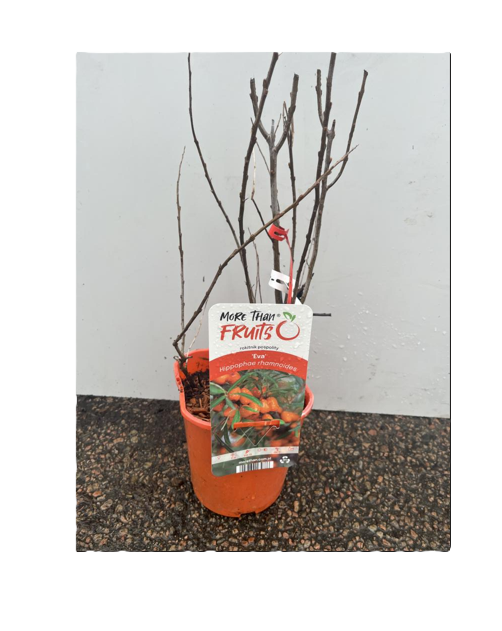 Grenar av krukodlade träd med Havtorn Eva-tagg och bild på havtornsfrukt.