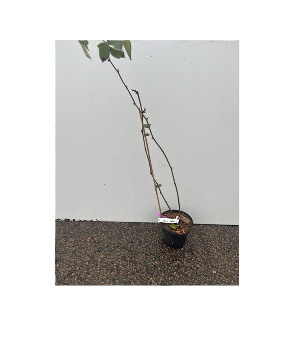 En Björnbär Black Satin med hög, tunn stam i en liten kruka mot en vit bakgrund.