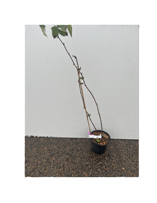 En Björnbär Black Loch Ness krukväxt med tunn stam står mot en vit bakgrund.