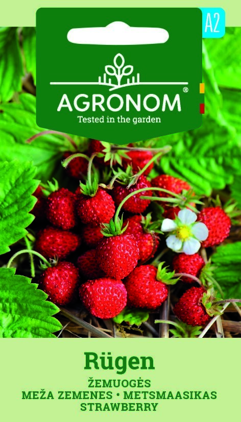 Ett kluster av Smultron, Rugen-jordgubbar med gröna blad och en vit blomma i närheten.